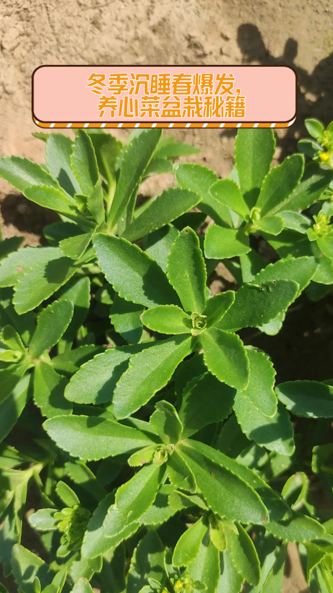 冬季沉睡春爆发，养心菜盆栽秘籍