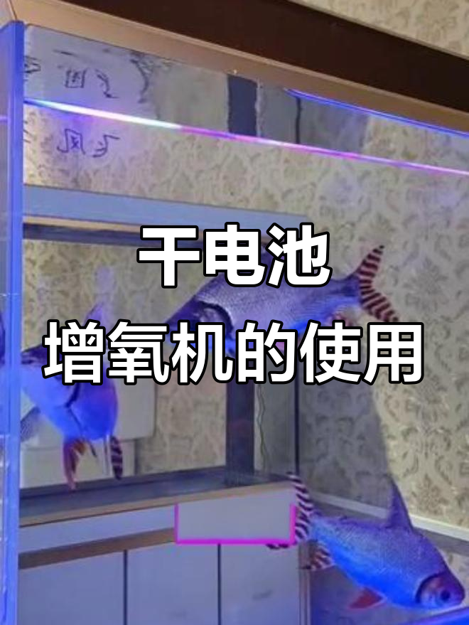 干电池增氧机:停电时如何为鱼儿提供氧气