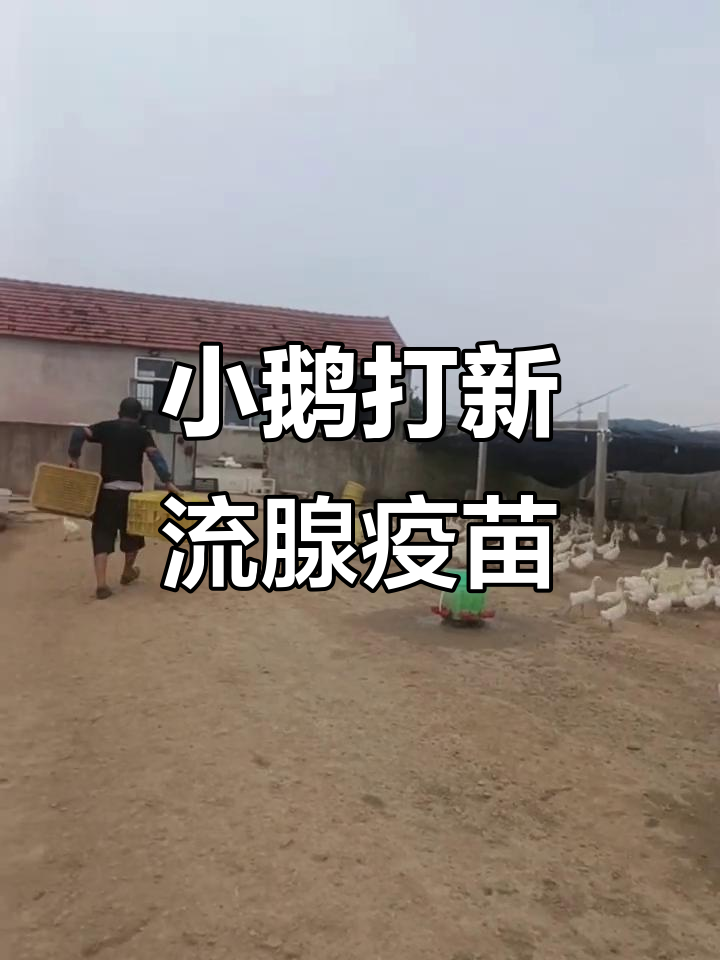 文登王姐鹅厂疫苗接种现场,小鹅健康有保障