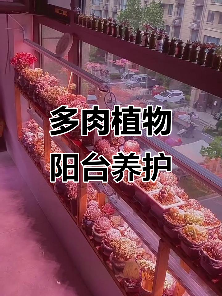 阳台多肉养护小技巧，通风与花架的完美结合