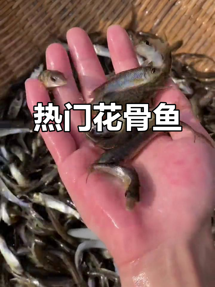 花骨鱼肉质鲜美，养殖周期短，市场需求旺盛