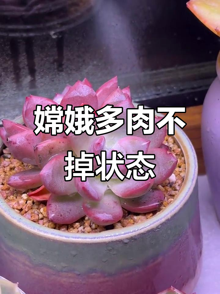 嫦娥多肉从未掉状态,生长旺盛令人惊叹