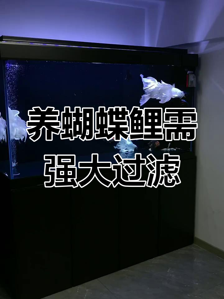 蝴蝶鲤鱼养殖:强大的过滤系统必不可少