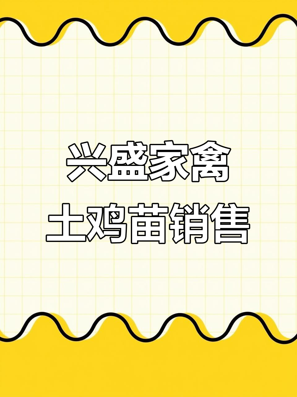 新洲区戴家楼土鸡苗孵化基地,自孵自销价格实惠