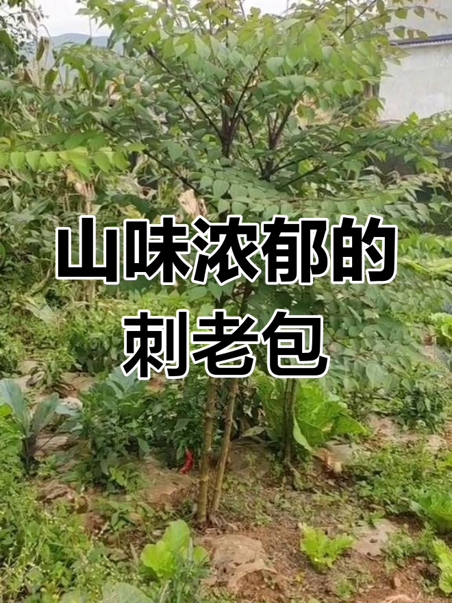 云南刺老包:山野菜之王