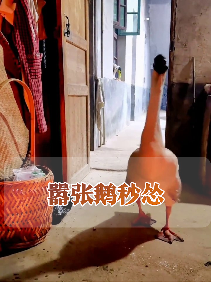 嚣张大白鹅挑衅人类反被褪毛,表情从愤怒到享受