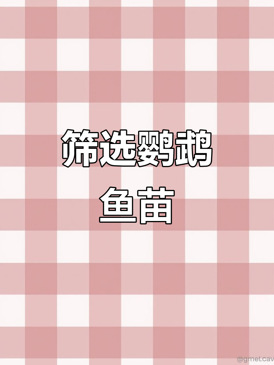 迷你鹦鹉鱼筛苗技巧:如何挑选健康体型