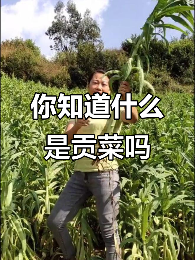 云南大理的独特贡菜,你认识吗?
