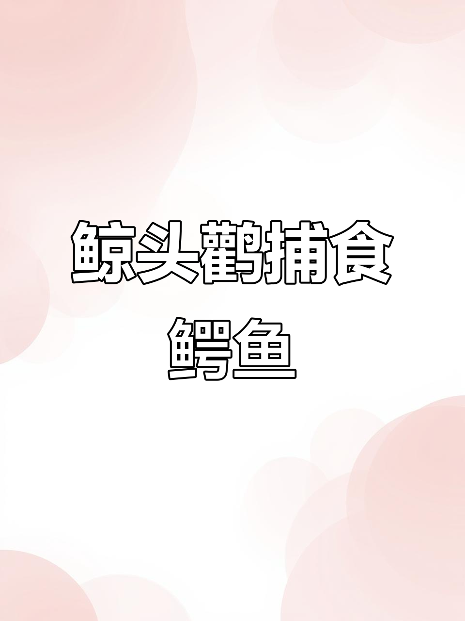 鲸头鹳如何捕食鳄鱼幼崽?呆萌却能制敌