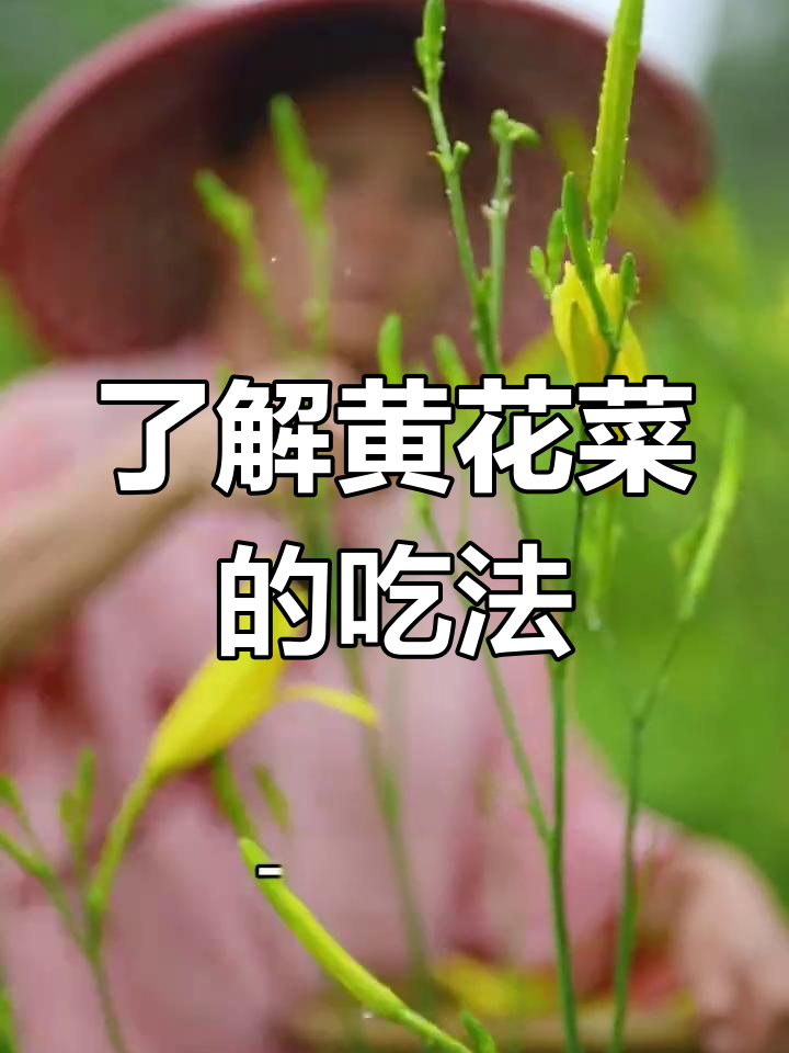 黄花菜:忘忧草的食用与去毒方法