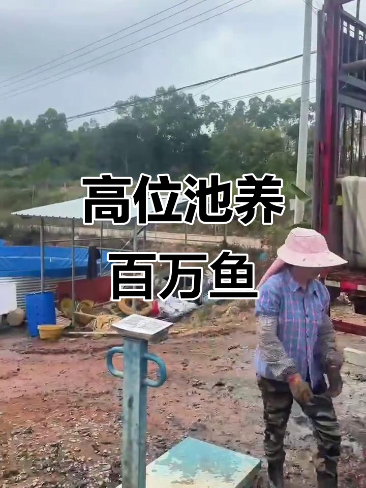 100万尾鱼苗投放到高密度养殖池,埃及塘鲺迎来丰收季