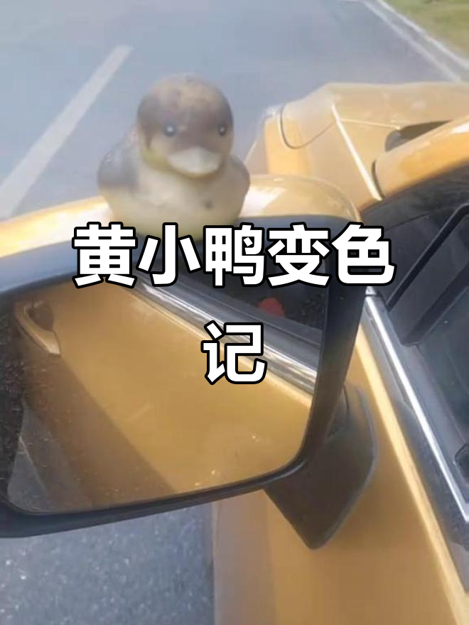 暖冬带婆婆出游,黄小鸭变灰了,忍不住笑出声