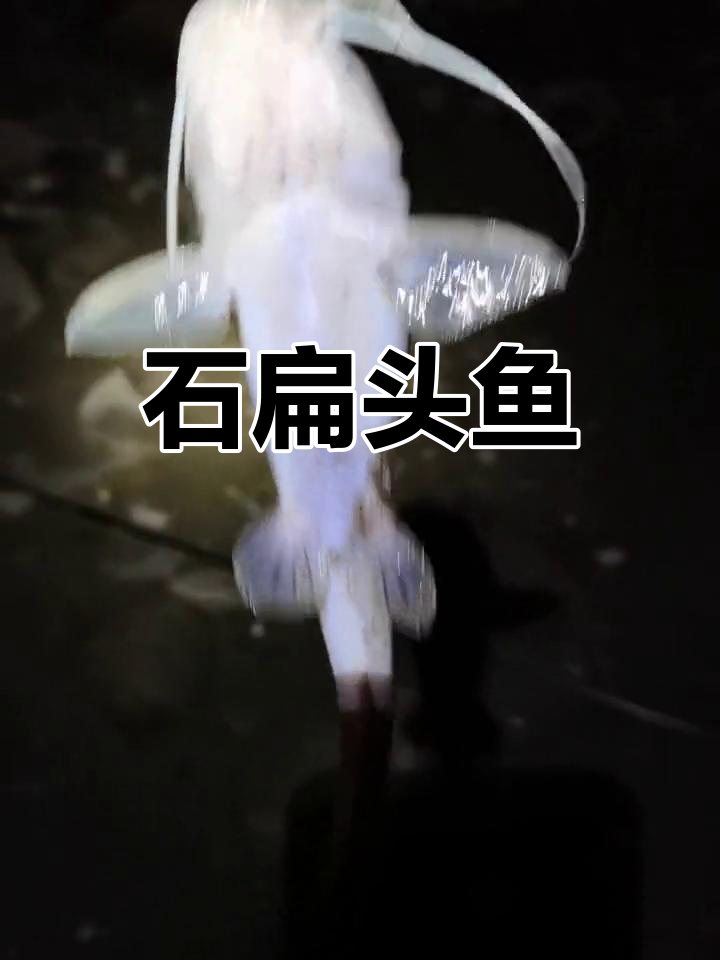 野生石扁头鱼