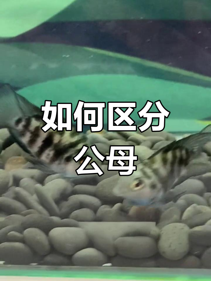 迷你鹦鹉鱼如何辨别雌雄,简单配对技巧