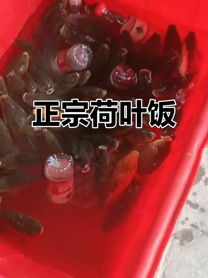 江西太原正宗荷叶饭,35元一斤超值美味