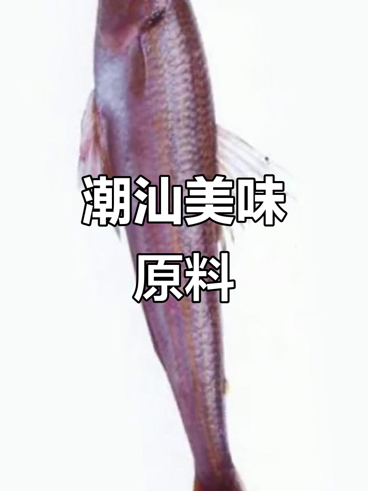 大头狗母鱼,潮汕美味之源