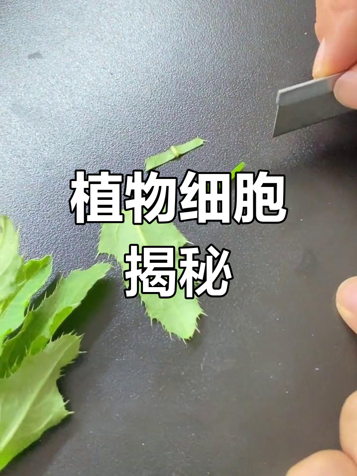 叶片切片揭示植物细胞结构,助力多学科研究
