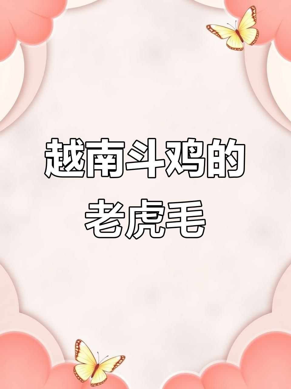 越南斗鸡场上的“老虎毛”:价值百万的秘密武器
