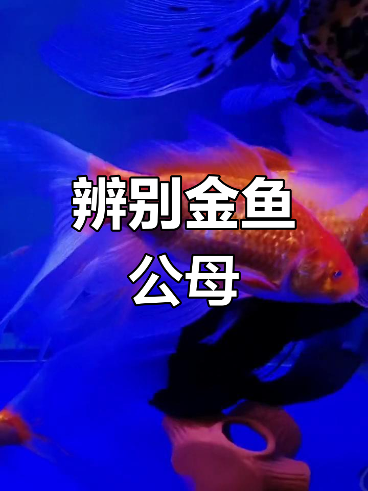 金鱼公母追逐,如何分辨?