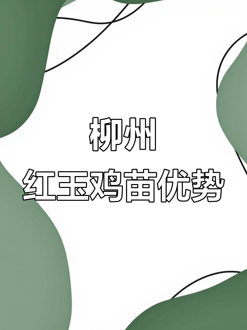 红玉鸡苗养殖技术：适应力强，生长快