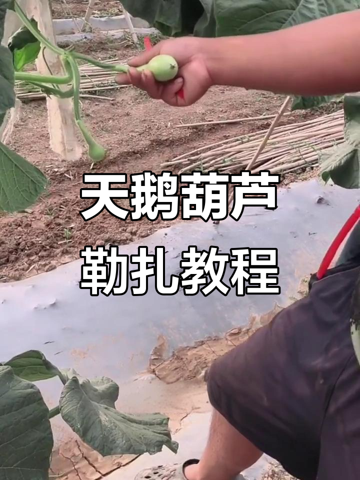 小天鹅葫芦勒扎技巧大揭秘,轻松防止肥胖
