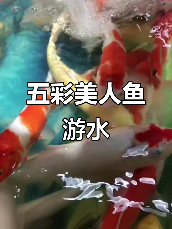 梦中美人鱼,五彩斑斓水中舞动