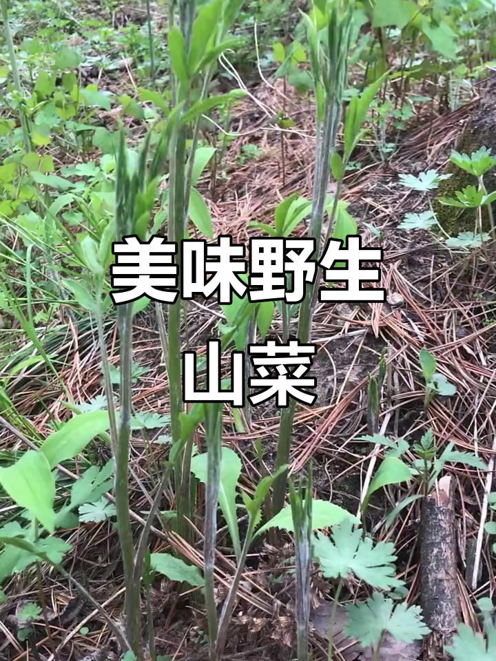 野生的枪头菜与辣椒秧,鲜美又难得