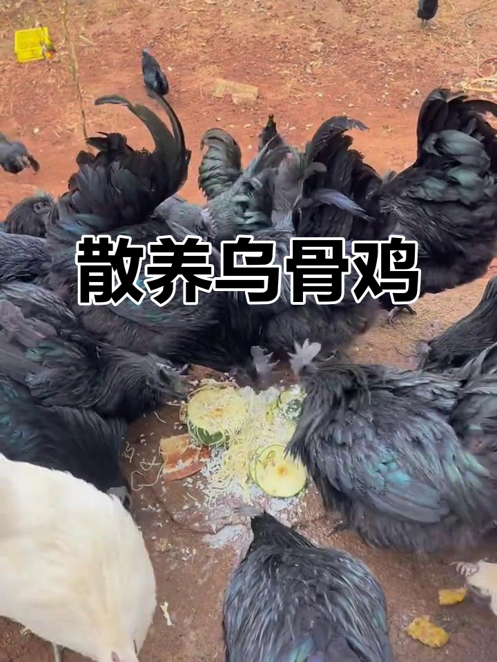 云南盐津乌骨鸡:散养土鸡的独特魅力