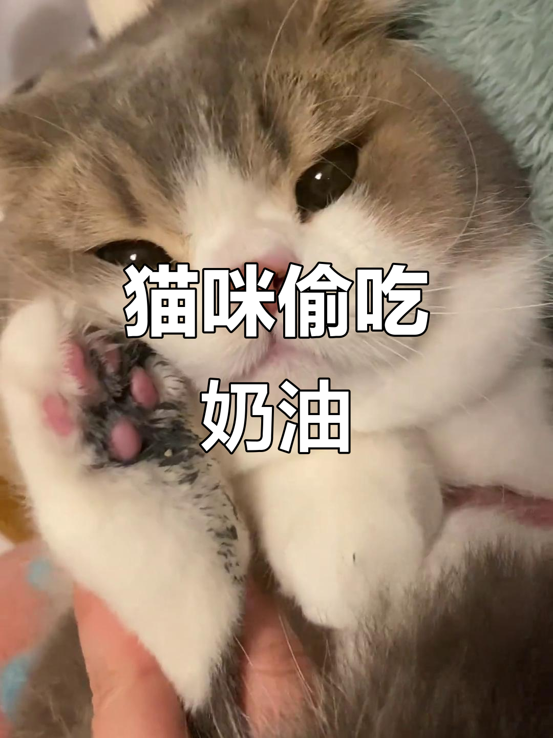 小猫偷吃奶油蛋糕,结果被妈妈发现了!