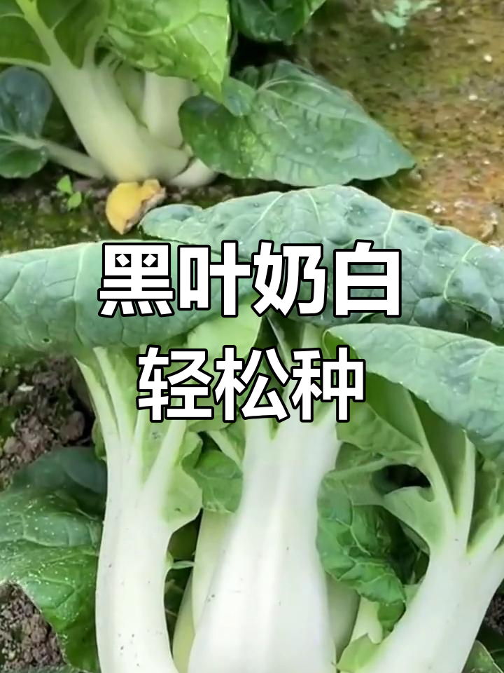 秋冬必备:黑叶奶油白菜种植指南
