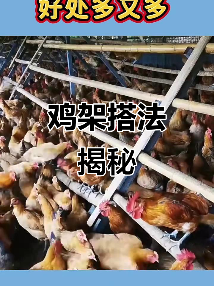 鸡舍木棍搭建技巧,让养鸡更舒适