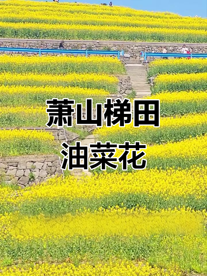 萧山油菜花海惊艳，山顶观景台俯瞰全貌