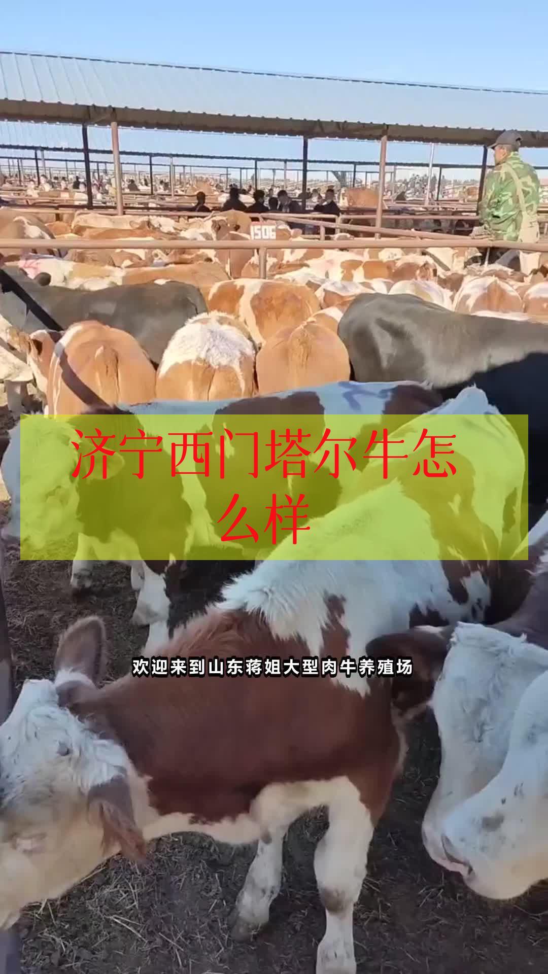 高县西门塔尔牛养殖基地 西门塔尔牛的简介 西门塔尔牛母牛多少钱一只