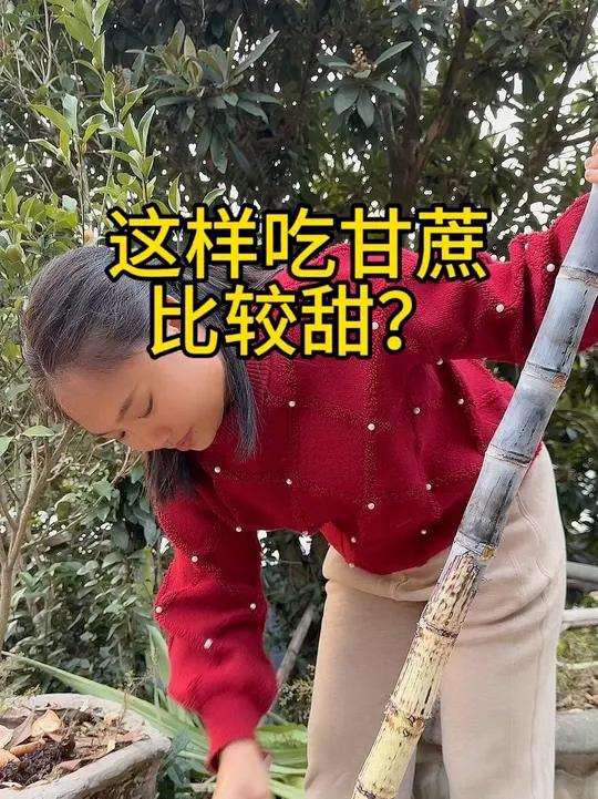 湖南人吃甘蔗的方法,这样吃比较甜