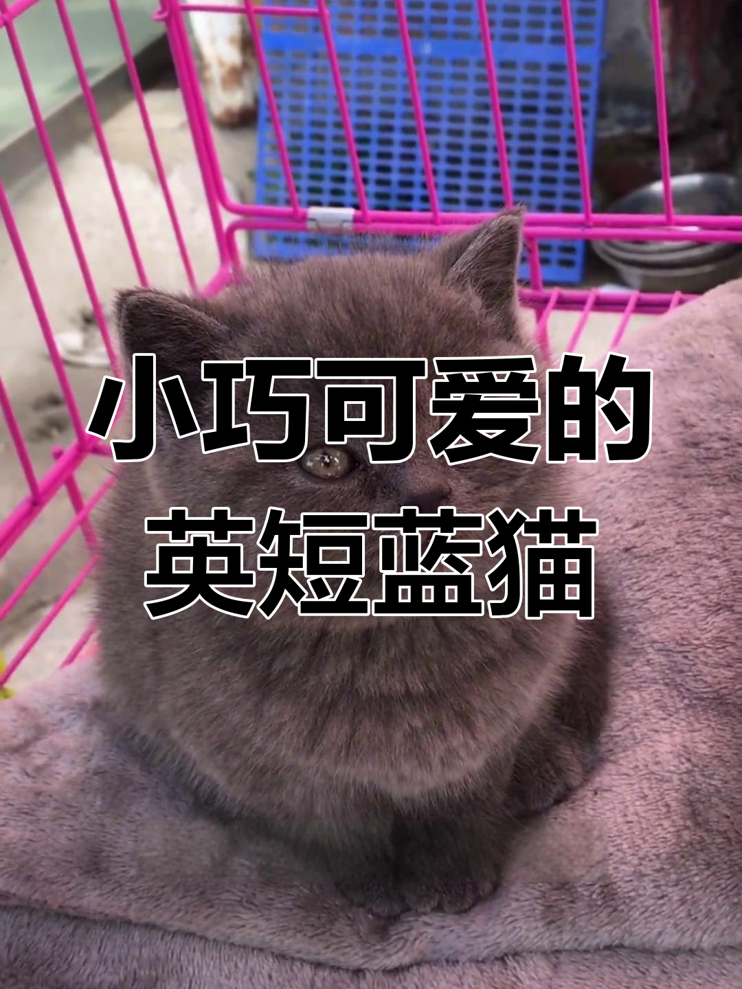 英国短毛蓝猫,大包子脸萌翻了!