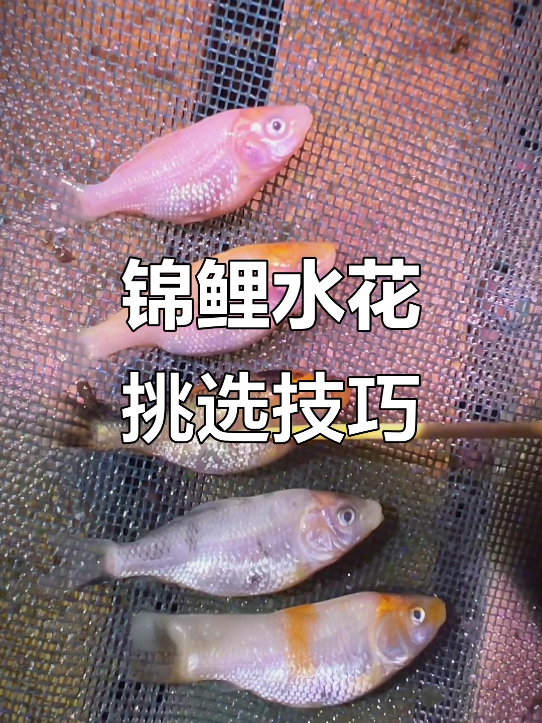 如何挑选锦鲤水花?从颜色到细节全解析