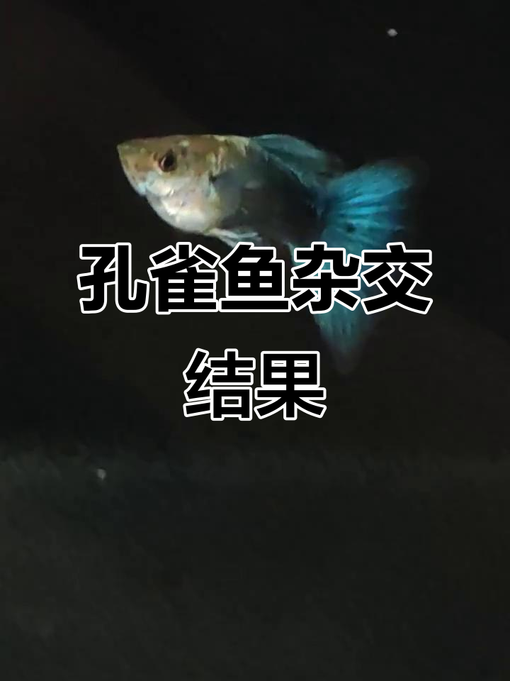 孔雀鱼杂交实验,看看不同品种能产生怎样的后代