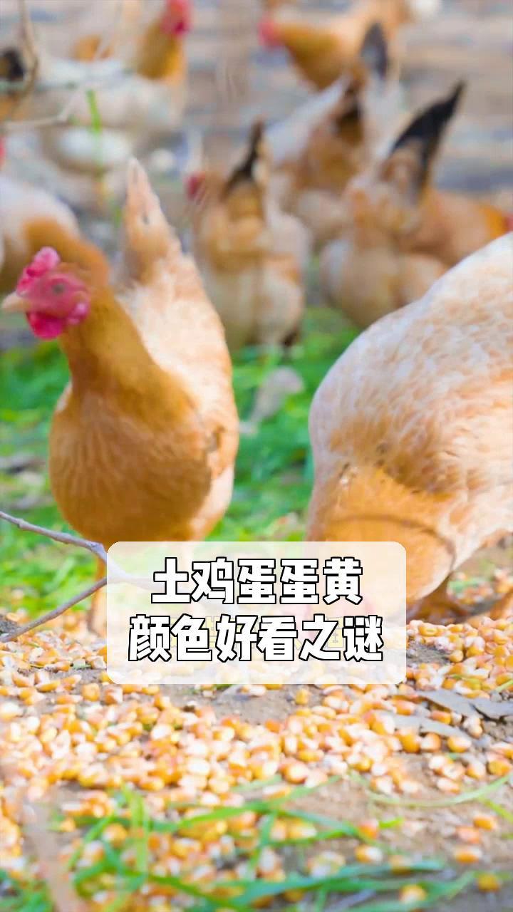 土鸡蛋蛋黄,颜色好看之谜