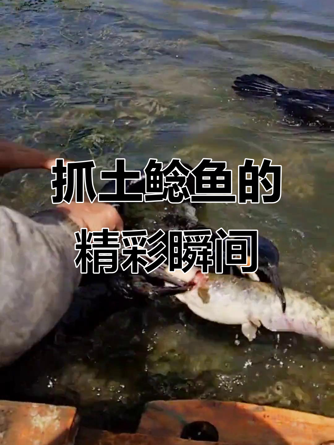 绿水青山中抓鲶鱼,兄弟们速度超快!