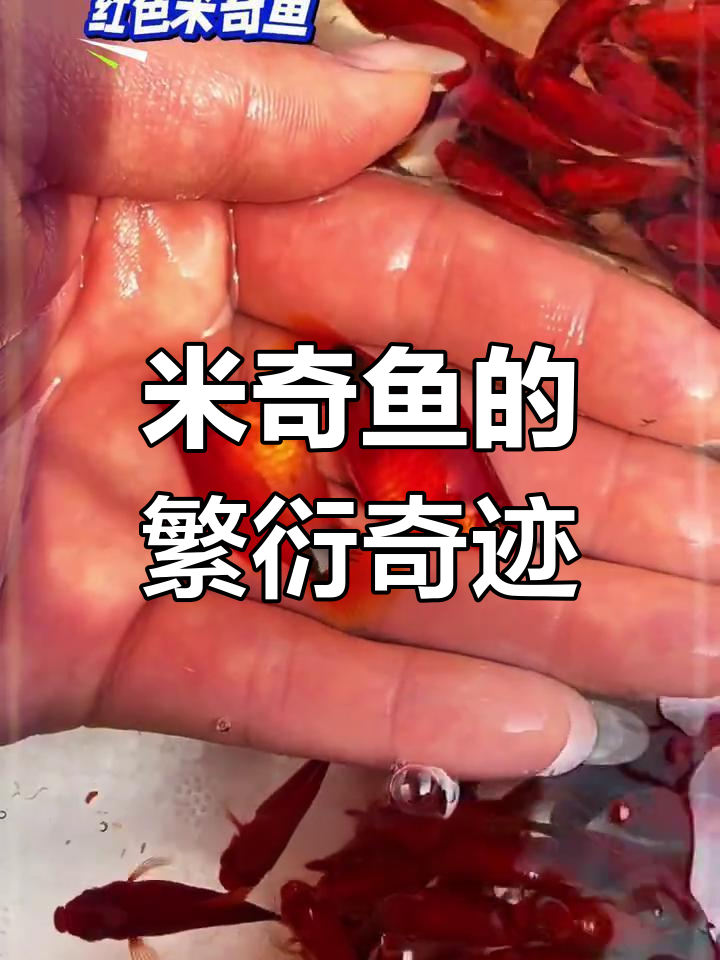 红色米奇鱼，轻松繁殖，月月生小鱼，乐趣无穷！