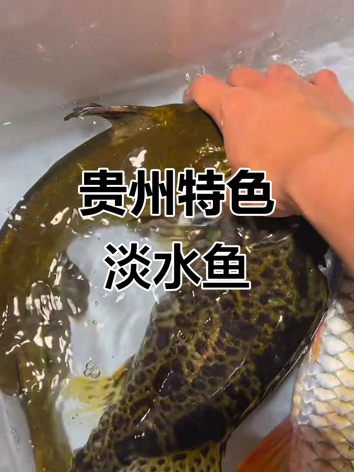 贵州顶级淡水鱼大揭秘，每一种都让你惊艳！