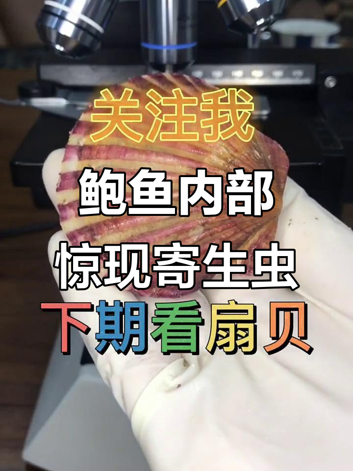 鲍鱼内脏大揭秘,显微镜下看寄生虫