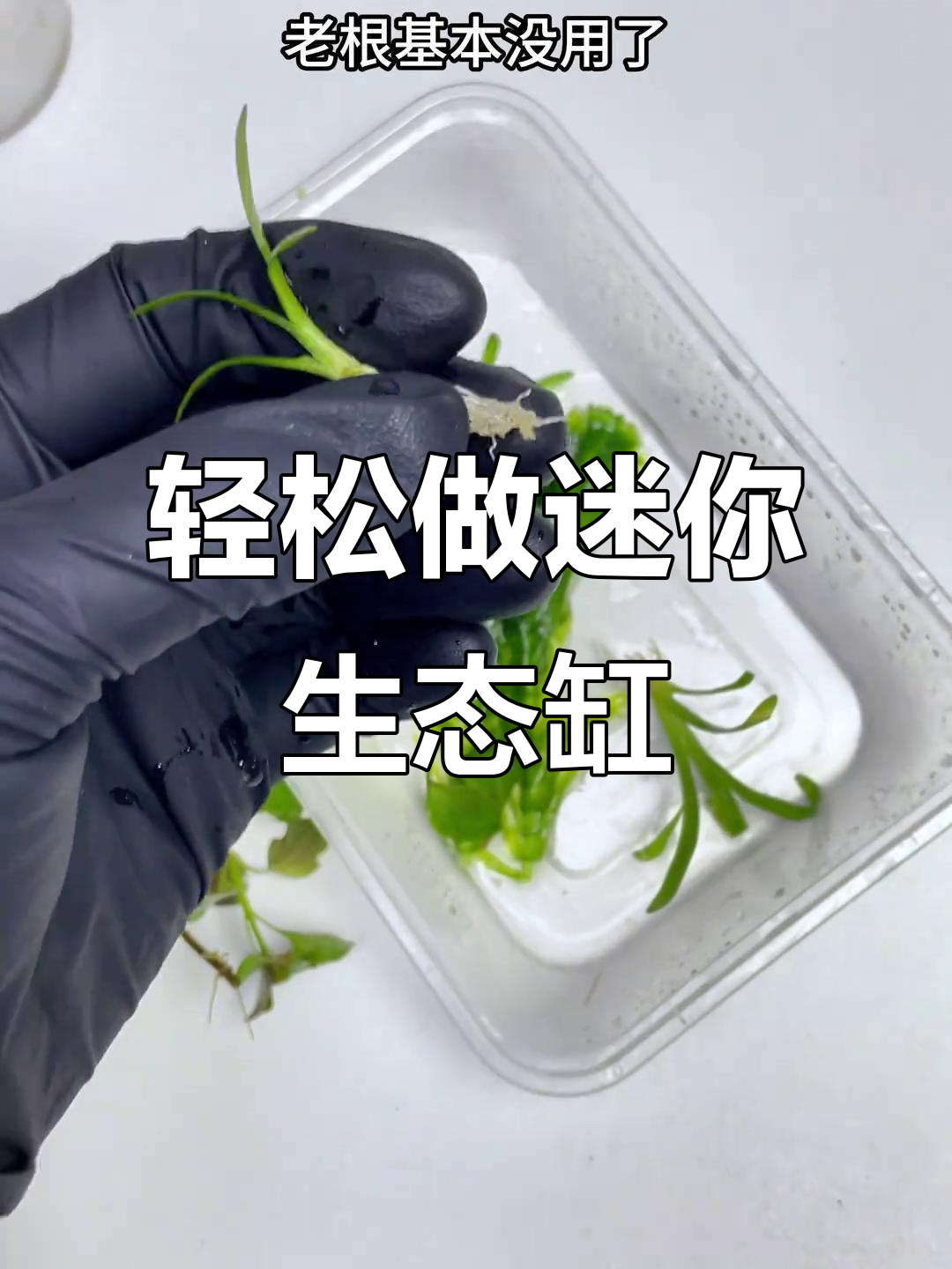 迷你生态鱼缸制作全攻略,3分钟学会!