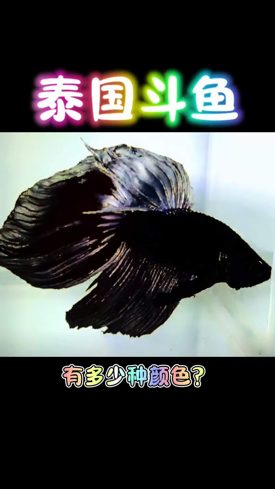 小伙伴们养的斗鱼都有几种颜色?泰国斗鱼 养鱼日记 日常分享 神奇动物在抖音 关于泰国斗鱼的