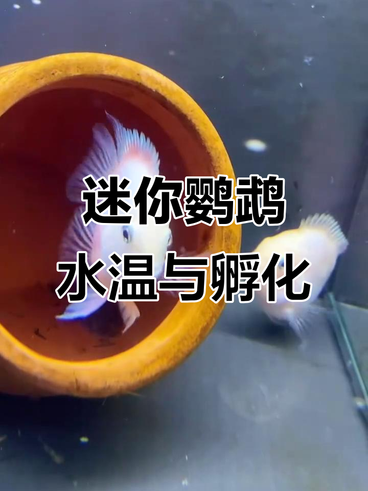 迷你鹦鹉低温也能产卵,鱼苗起飞与否成谜