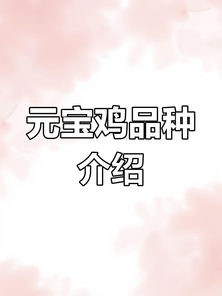 海北州元宝鸡品种揭秘:十大观赏鸡的特点与挑选技巧