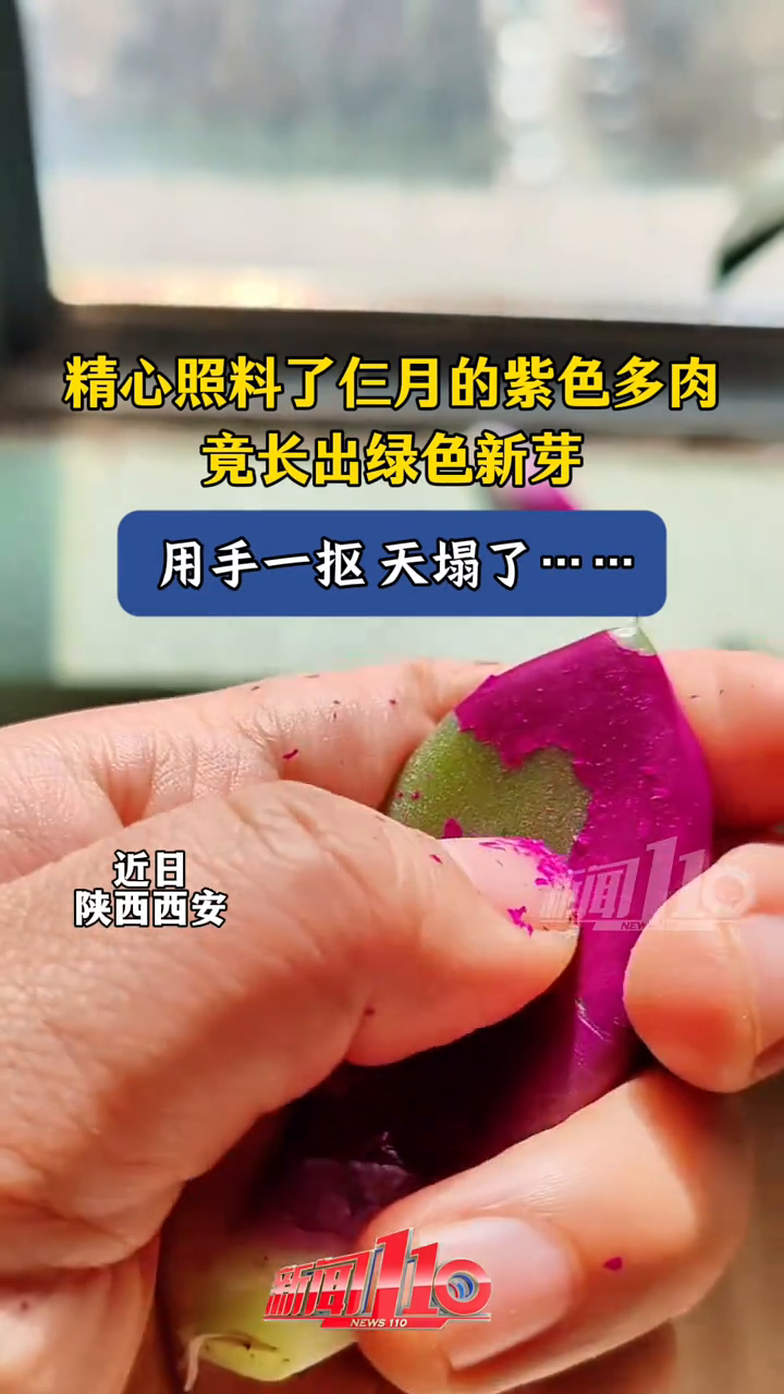 精心照料了仨月的紫色多肉,竟长出绿色新芽!用手一抠,天塌了……