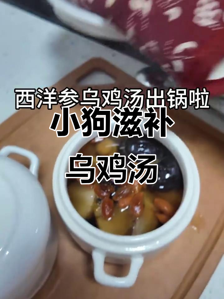 西洋参乌鸡汤,滋补小狗养生汤