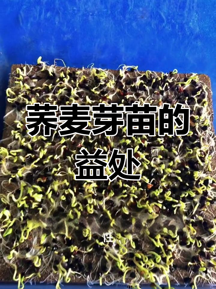 荞麦芽苗:心脑血管保护与抗炎作用