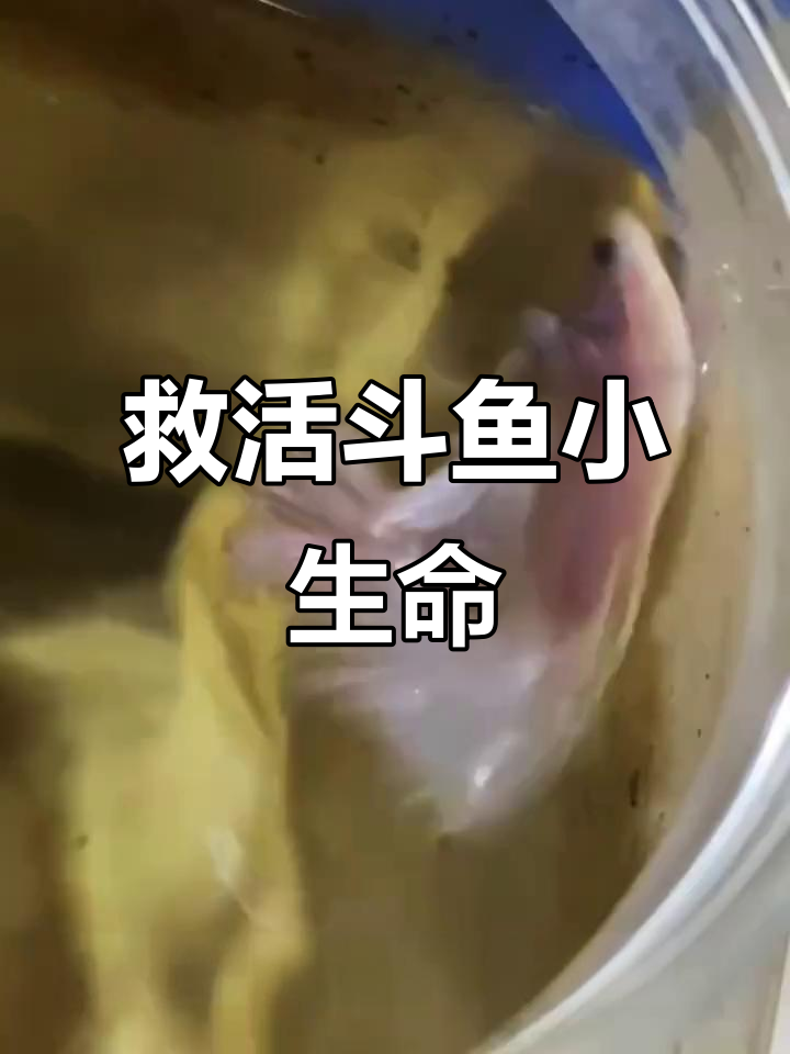 斗鱼肠炎炸鳞腹水,如何成功救治?